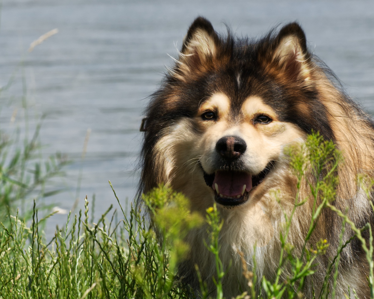 Финский лаппхунд с высунутым языком у воды 
