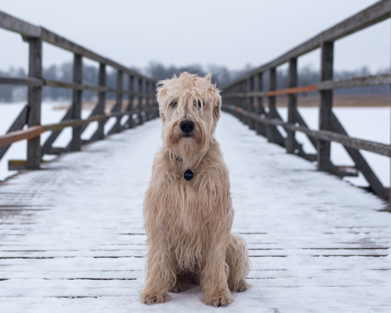 Пушистый пес сидит на покрытом снегом мосту