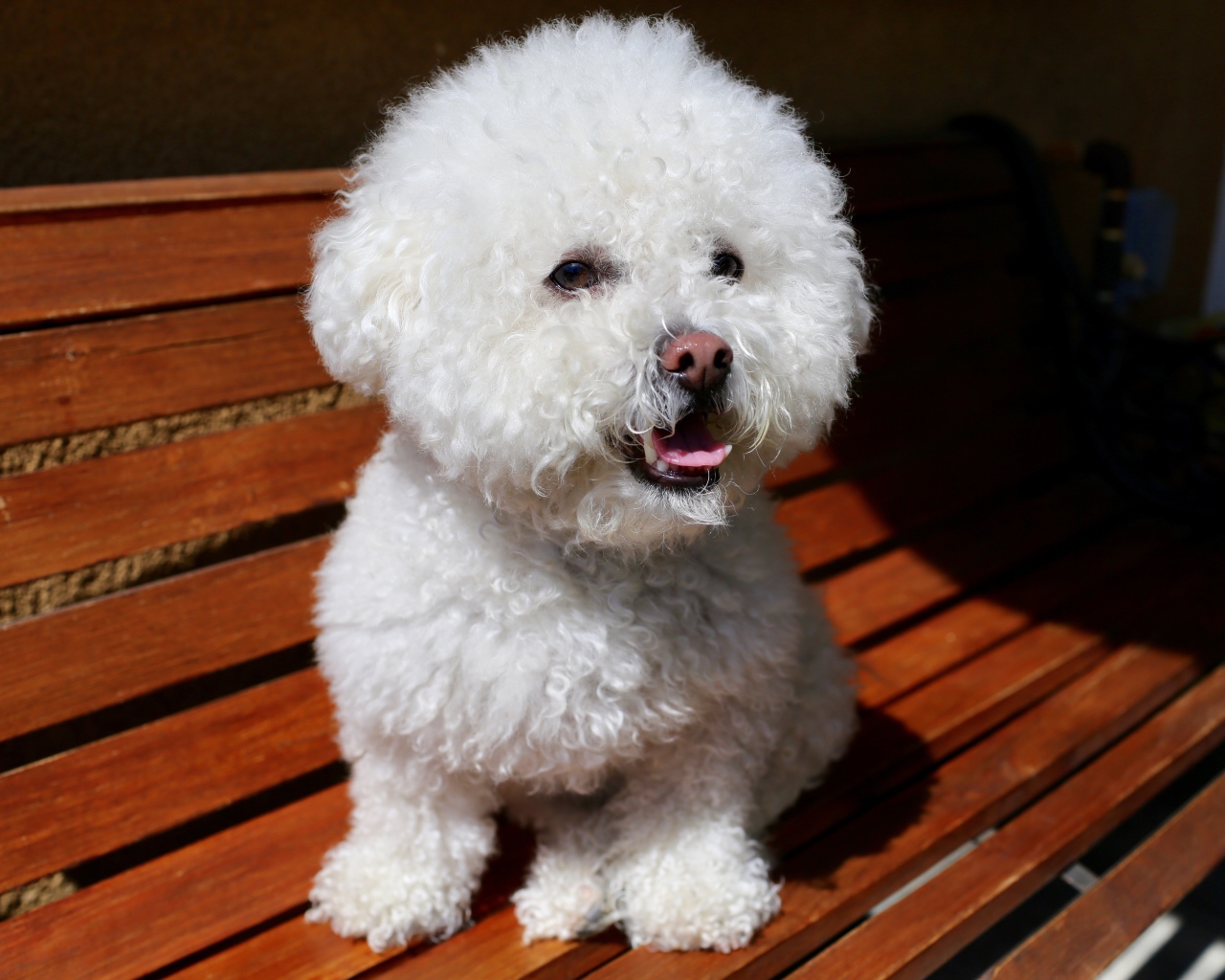 Пушистый белый щенок пуделя сидит на лавке