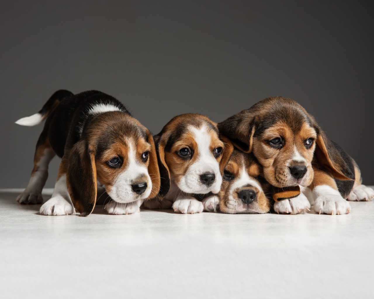 Четыре щенка бигля на сером фоне 