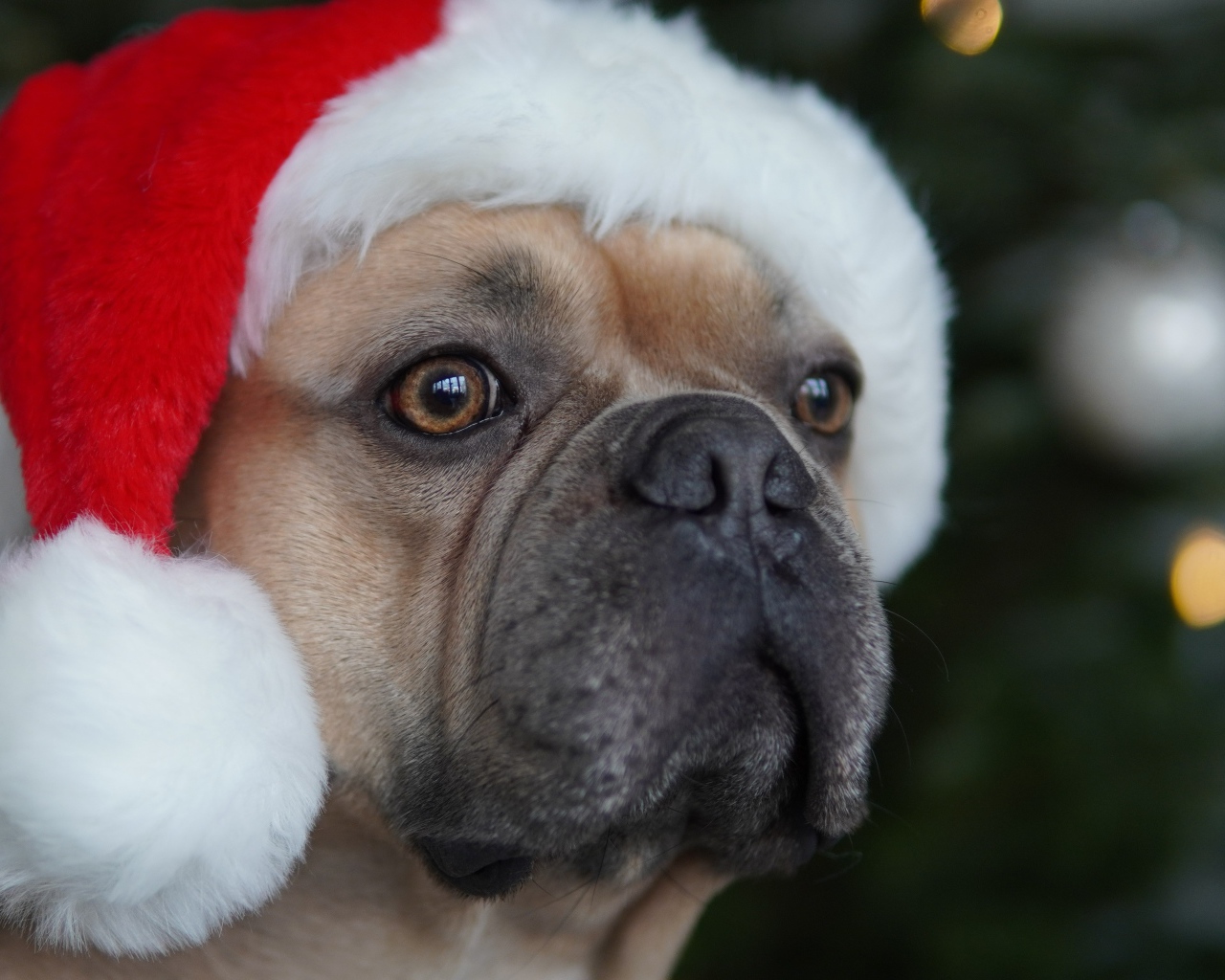 Французский бульдог в красной шапке Санта Клауса 