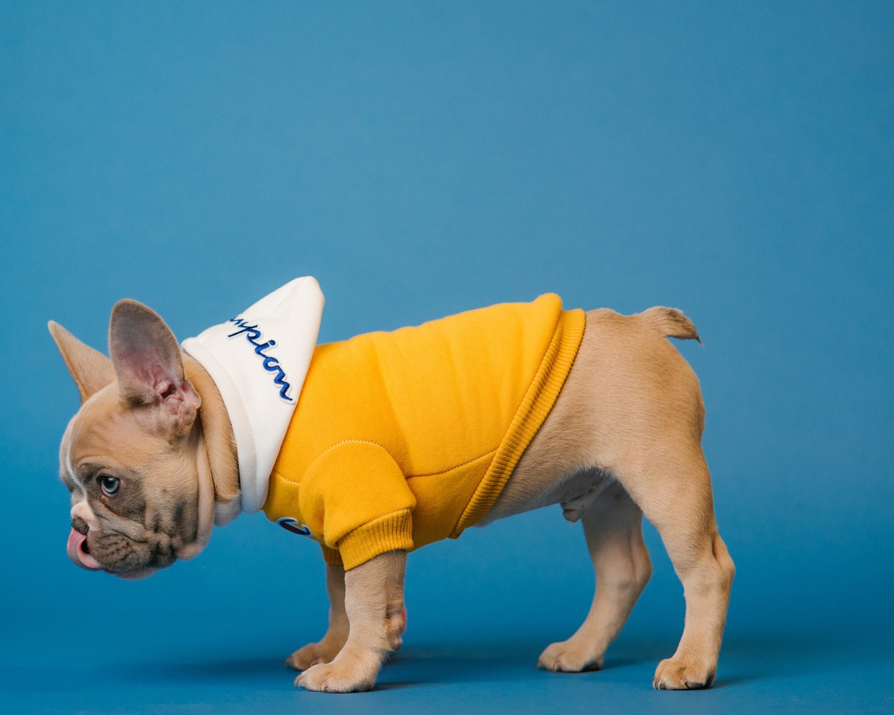 Французский бульдог в костюме на голубом фоне
