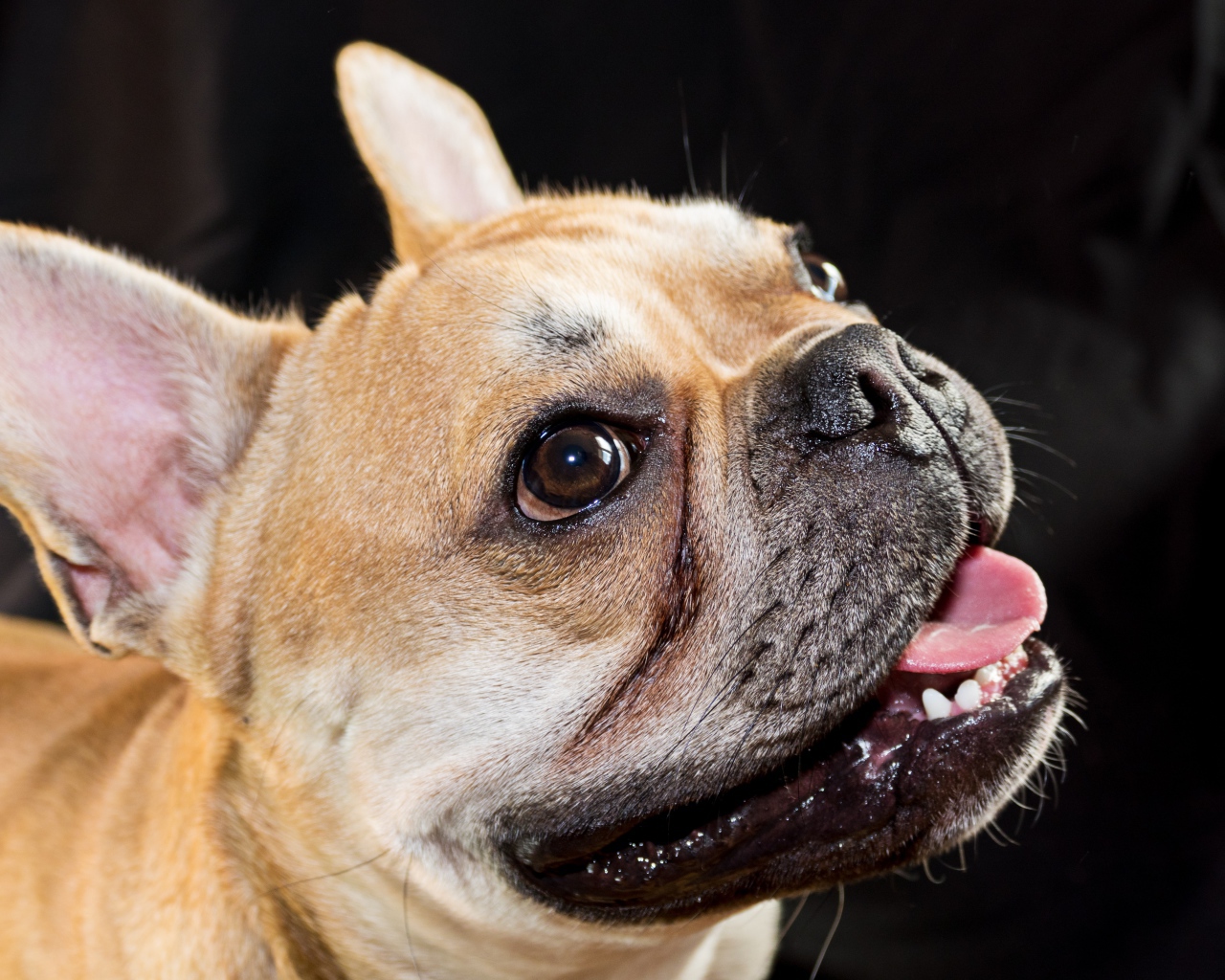 Морда французского бульдога с высунутым языком