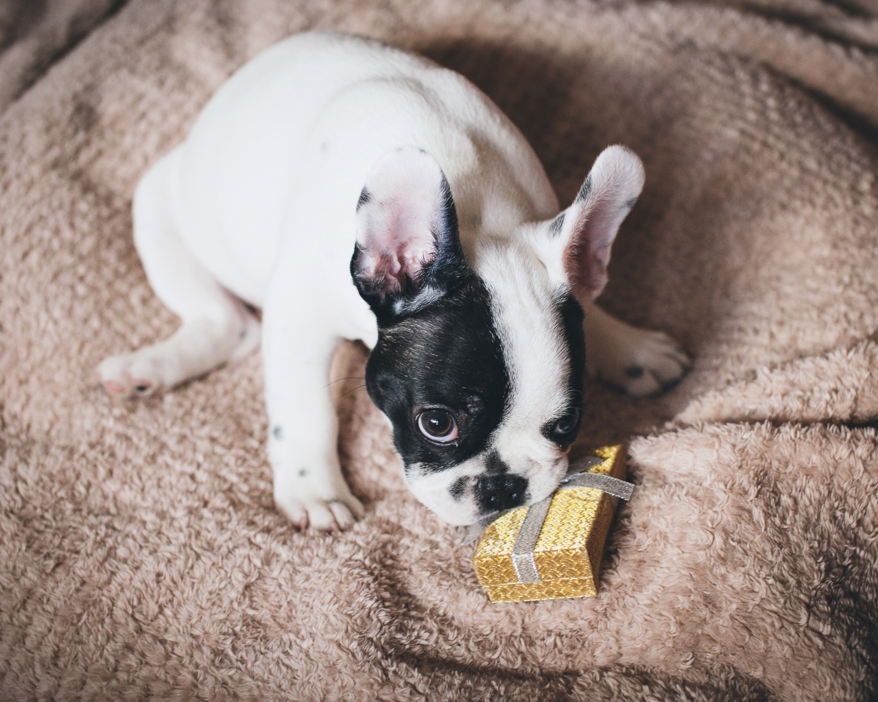 Французский бульдог с подарком на кровати 