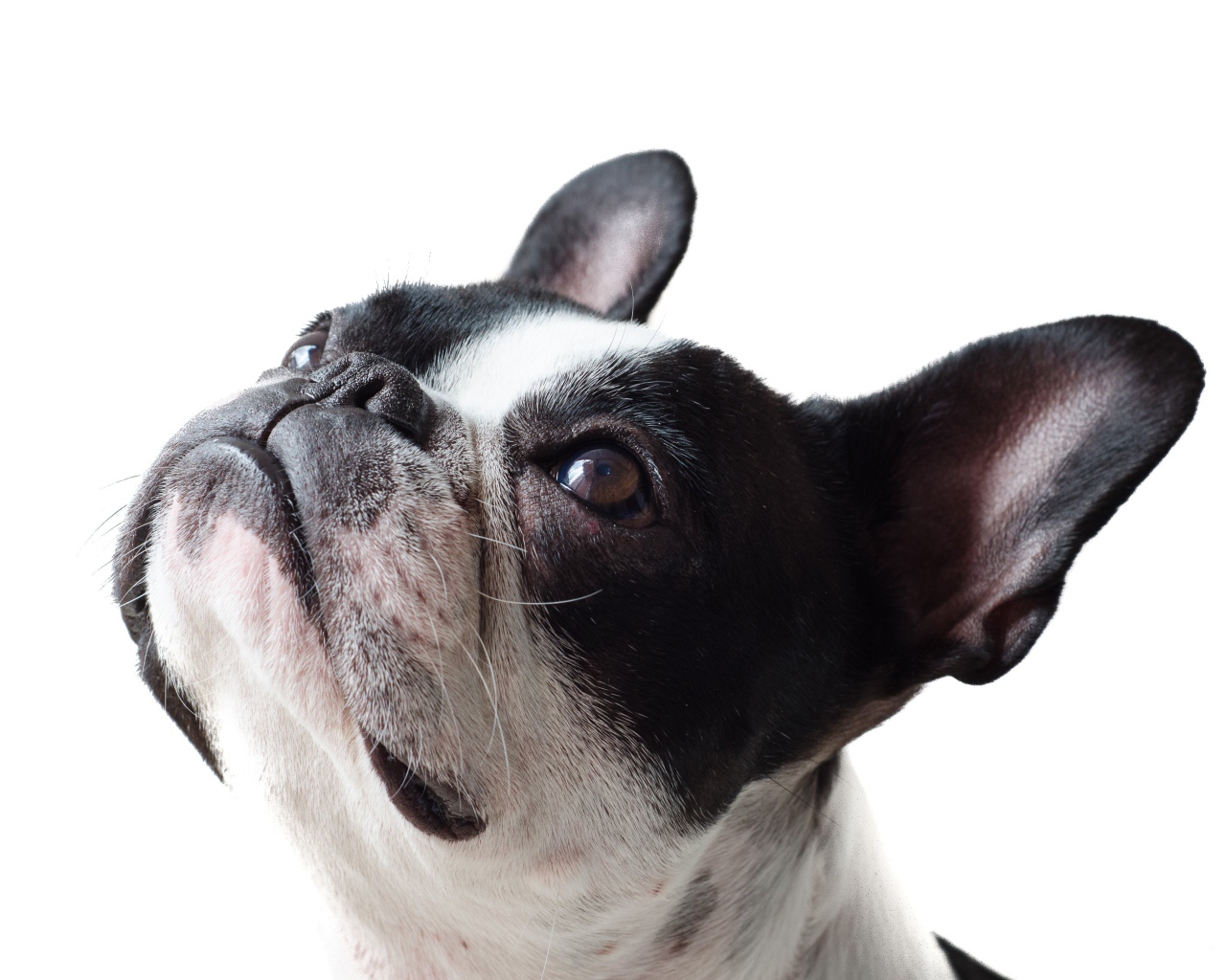 Голова французского бульдога на белом фоне