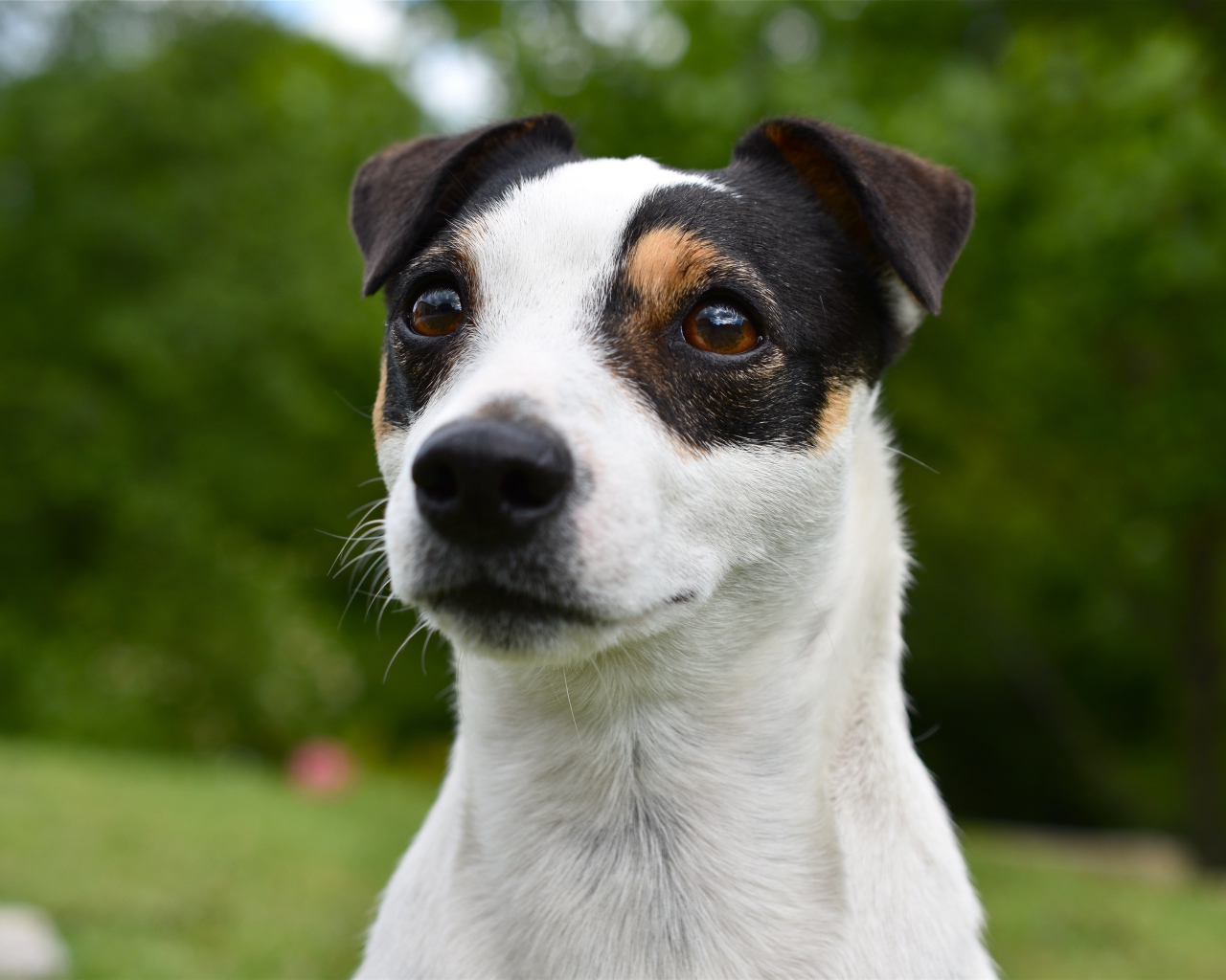Смешной джек рассел животных терьер
