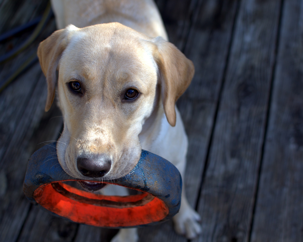 Золотистый ретривер с колесом в зубах 