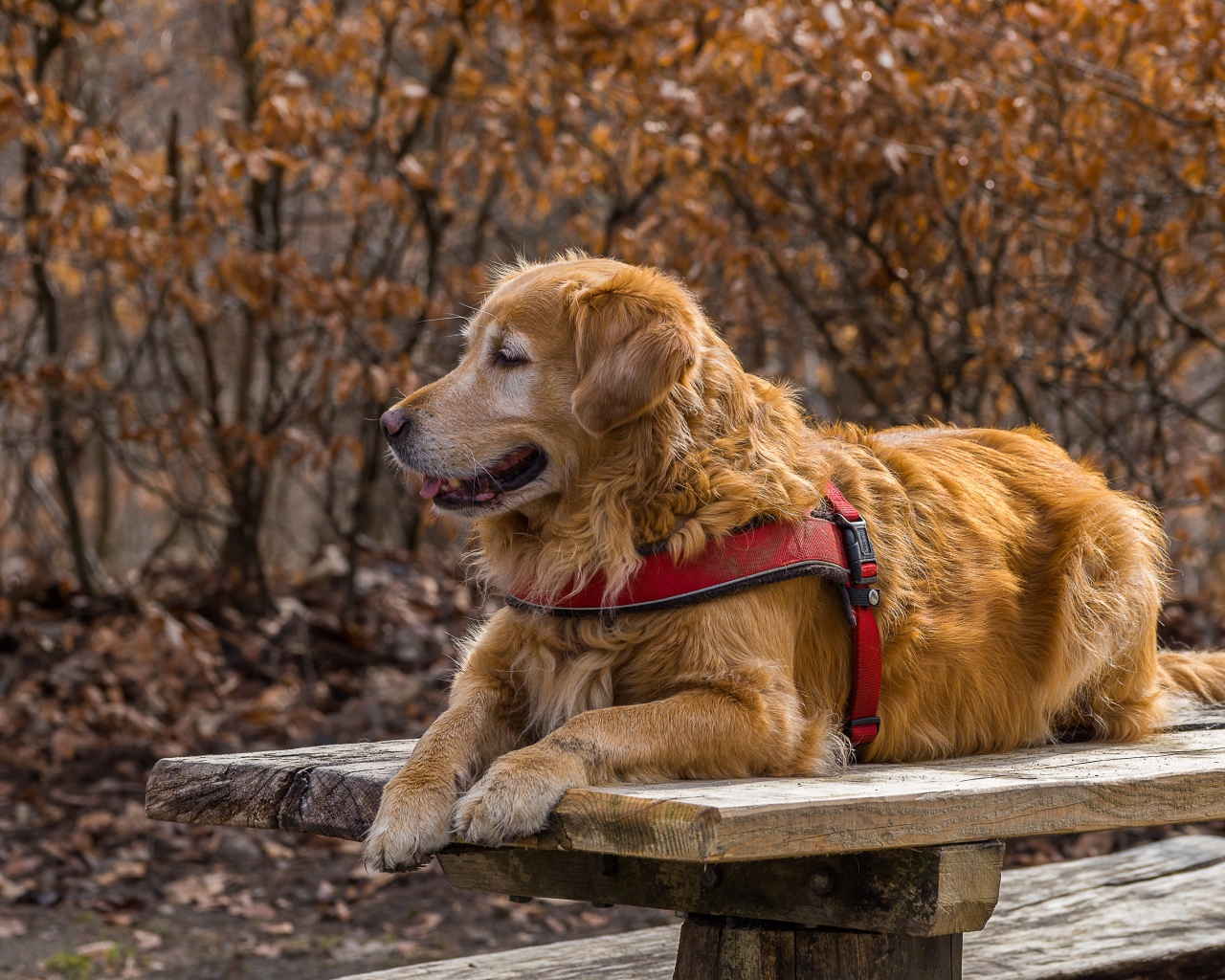 Золотистый ретривер с высунутым языком лежит на столе 