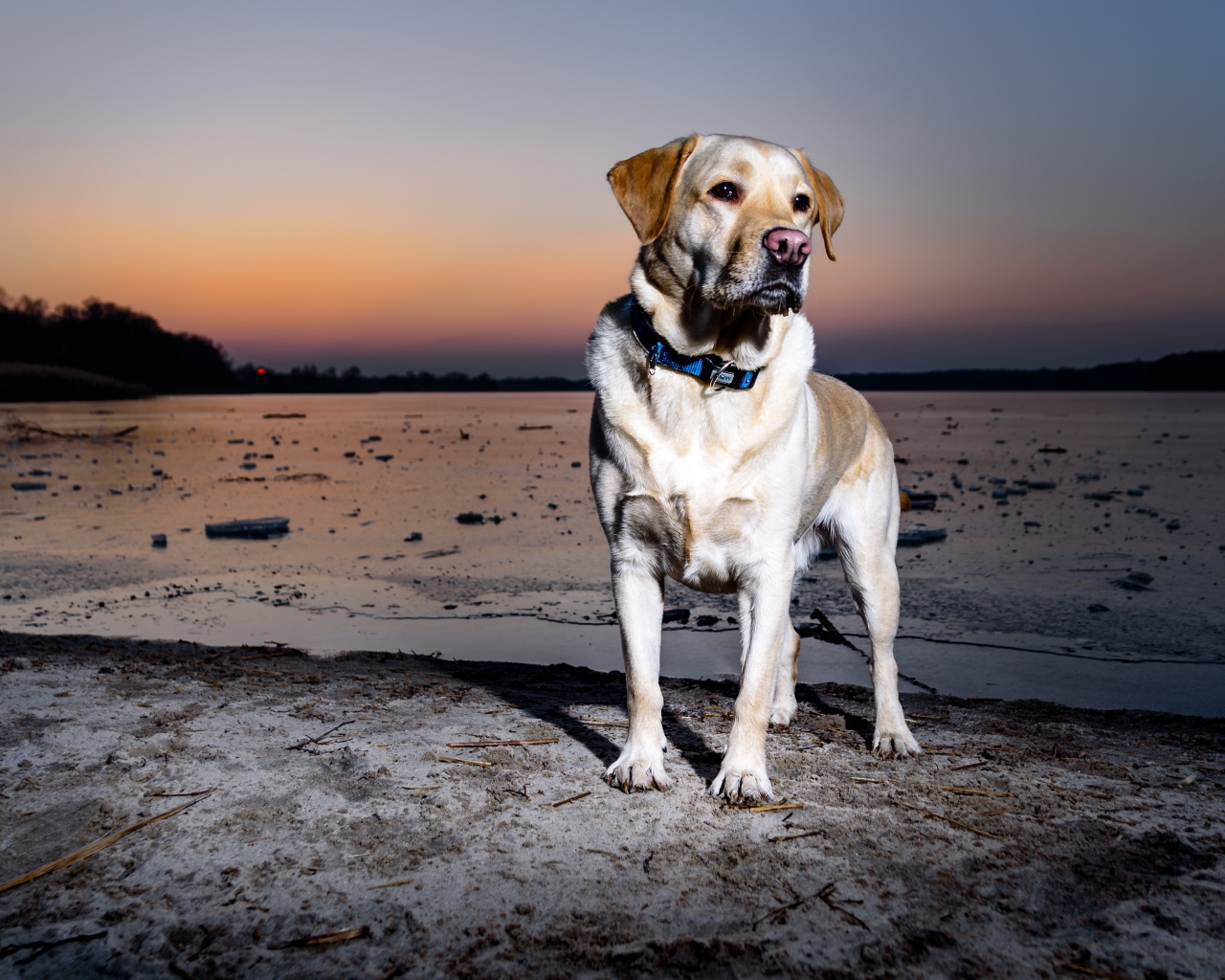 Золотистый ретривер стоит на мокром песке