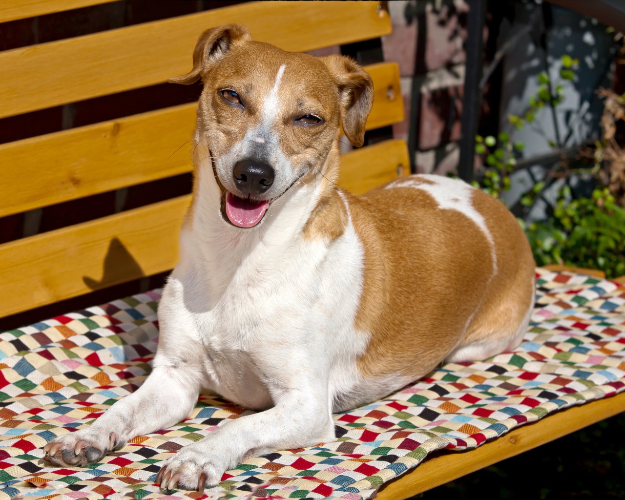 Довольный пес породы Джек рассел терьер на лавке 