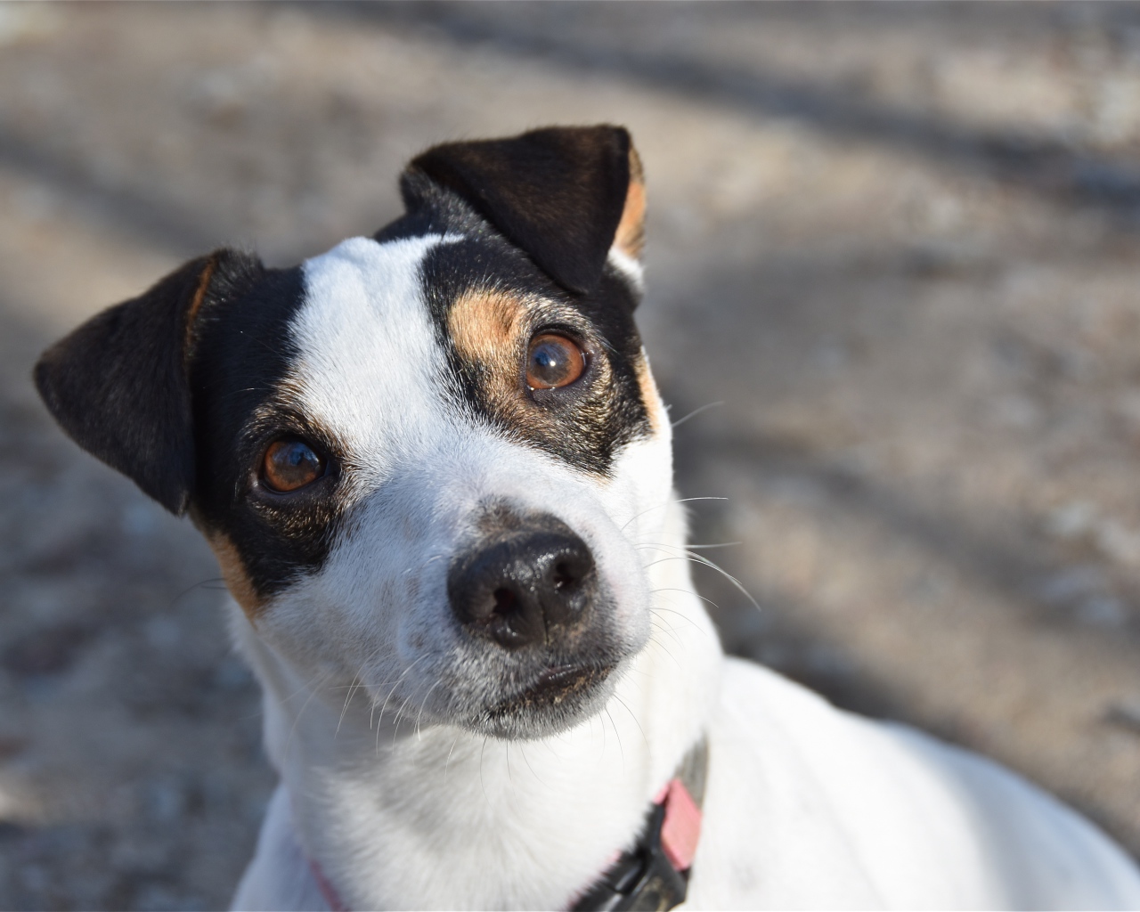 Любопытный пес породы Джек рассел терьер 