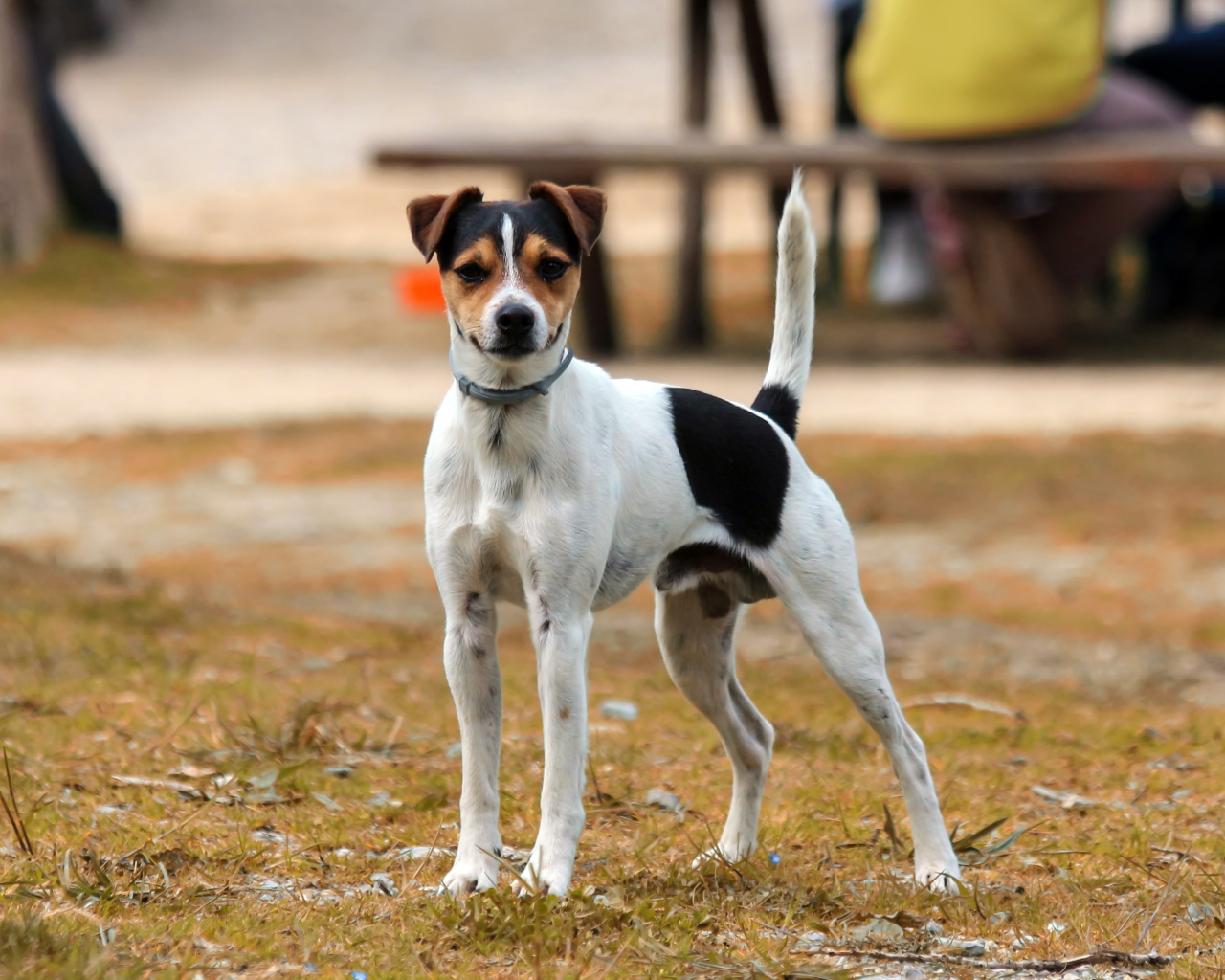 Джек рассел терьер стоит на траве