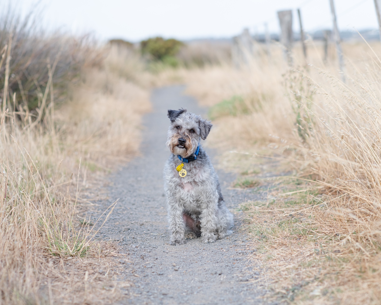 Лейкленд-терьер сидит на дорожке 