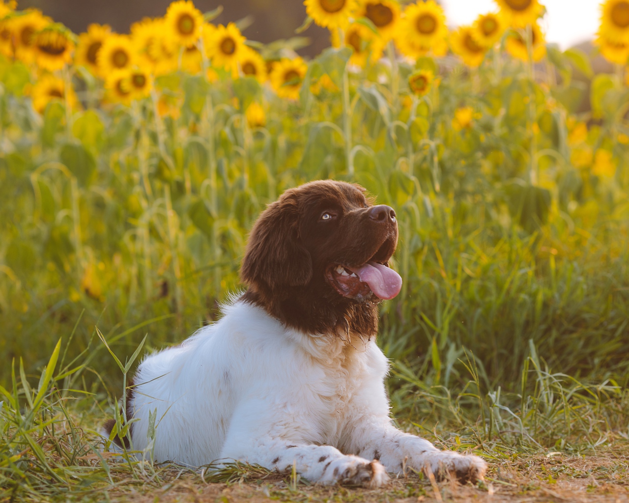 Большой породистый пес с высунутым языком на поле с подсолнухами 