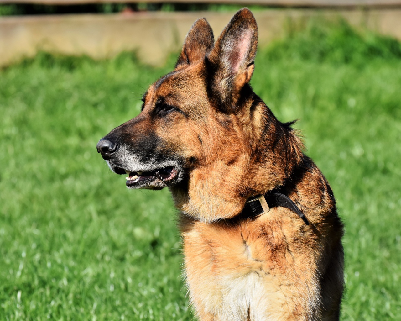 Большая овчарка с открытой пастью сидит на траве 