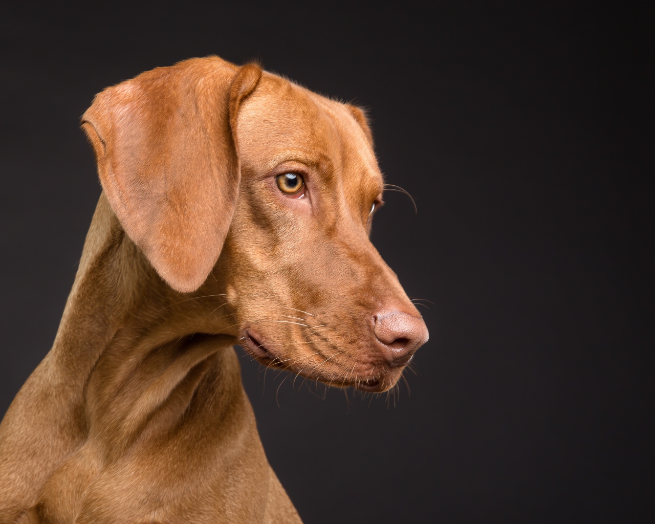 Большой породистый коричневый конь на черном фоне