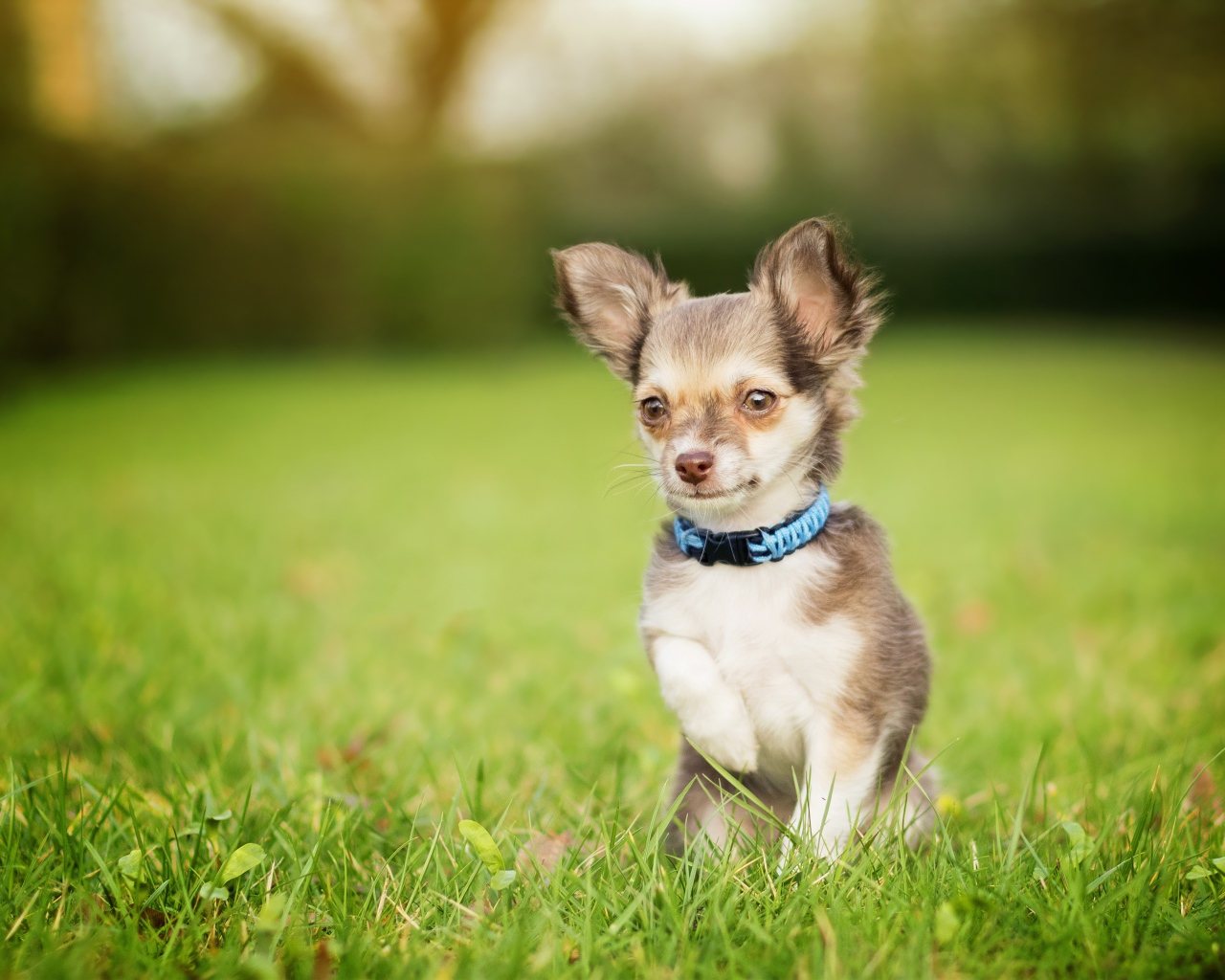 Маленькая собака породы чихуахуа сидит в зеленой траве