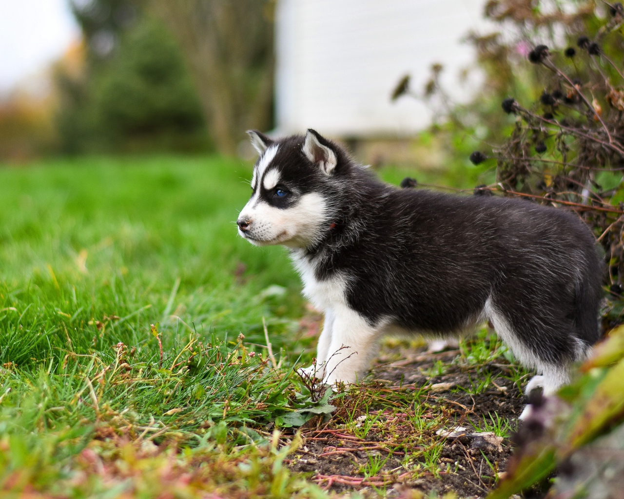 Маленький голубоглазый щенок хаски на зеленой траве 
