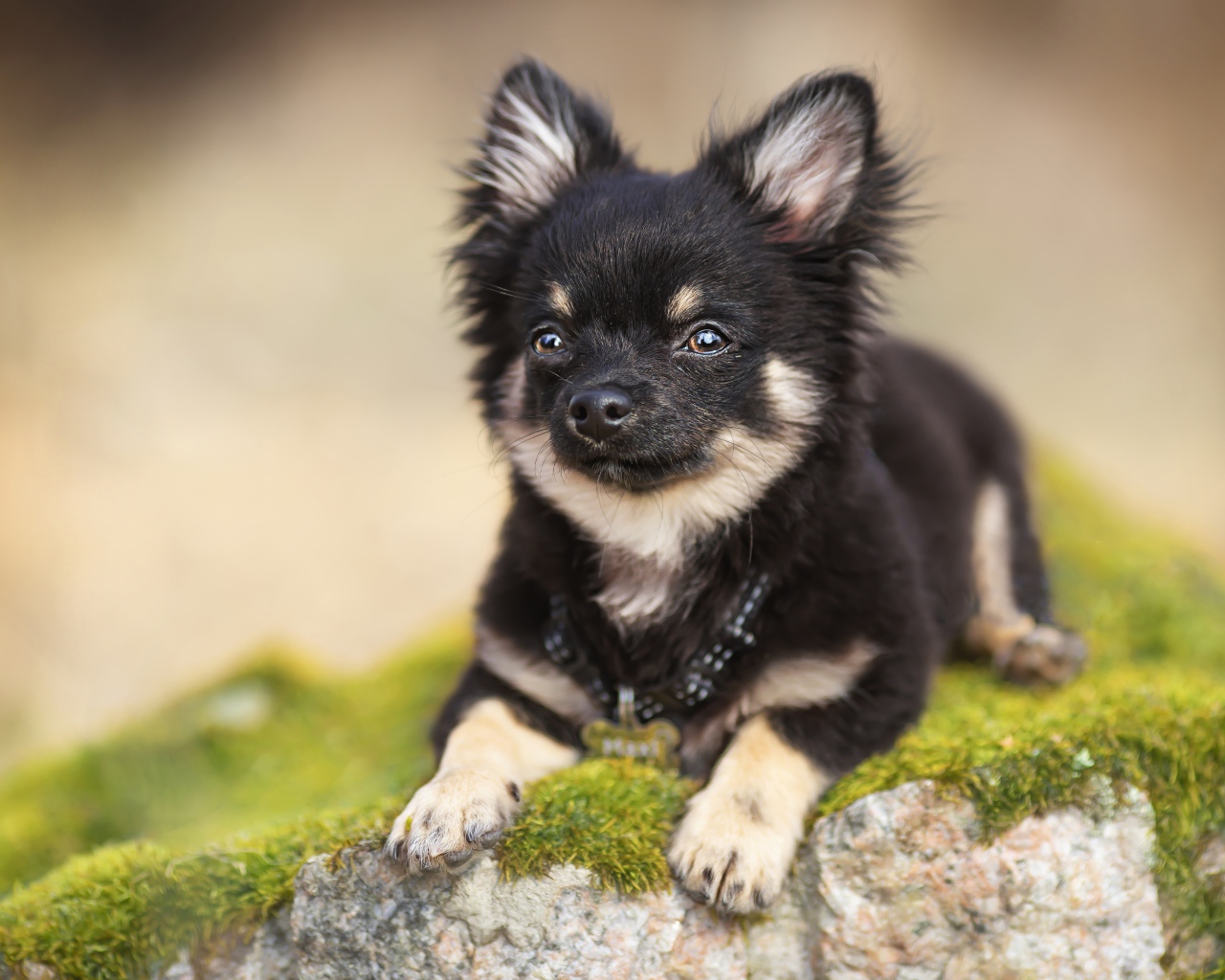 Маленький щенок чихуахуа лежит на камне