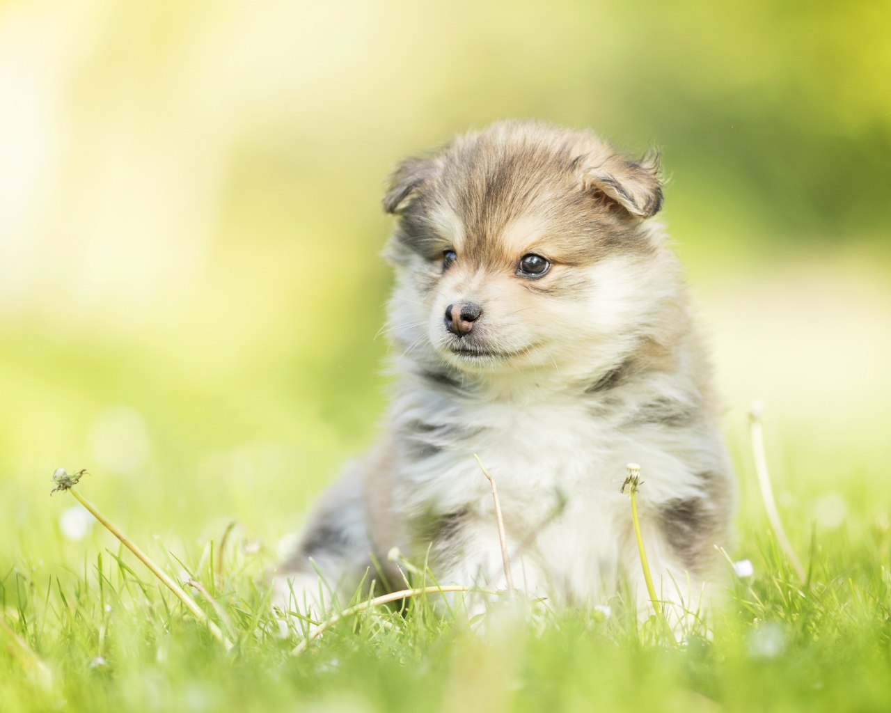Маленький пушистый щенок сидит в зеленой траве