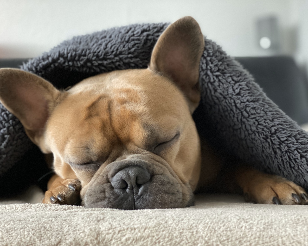 Маленький французский бульдог спит под одеялом