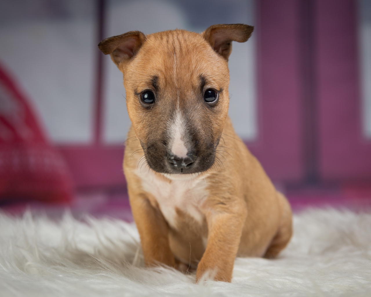 Маленький забавный щенок сидит на меховой подстилке 