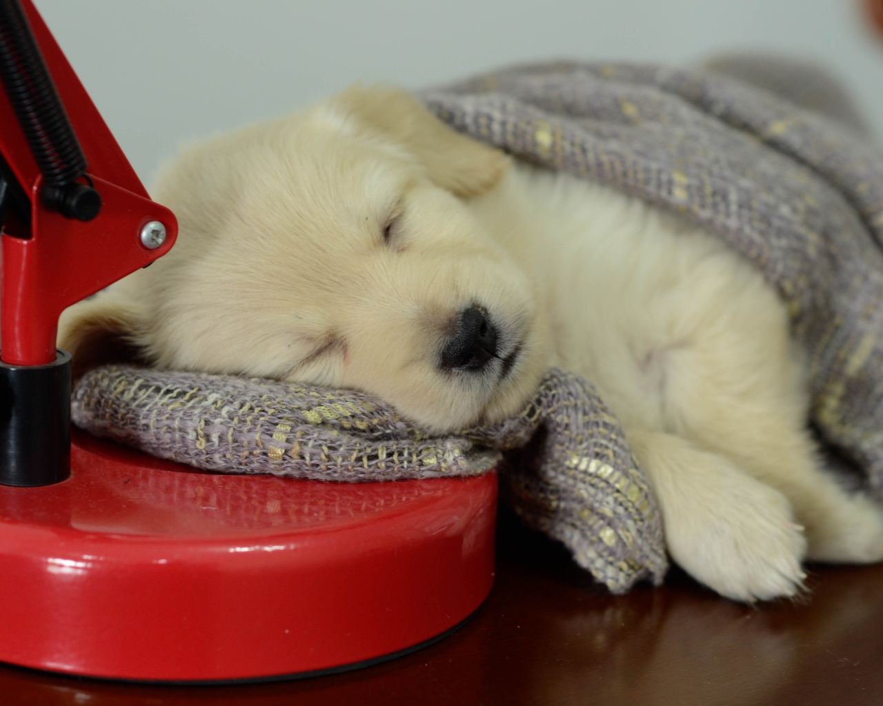 Маленький щенок золотистого ретривера спит на столе с лампой