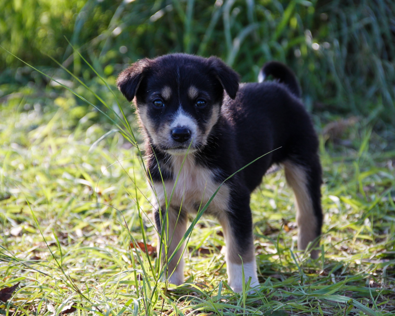 Маленький щенок стоит на зеленой траве