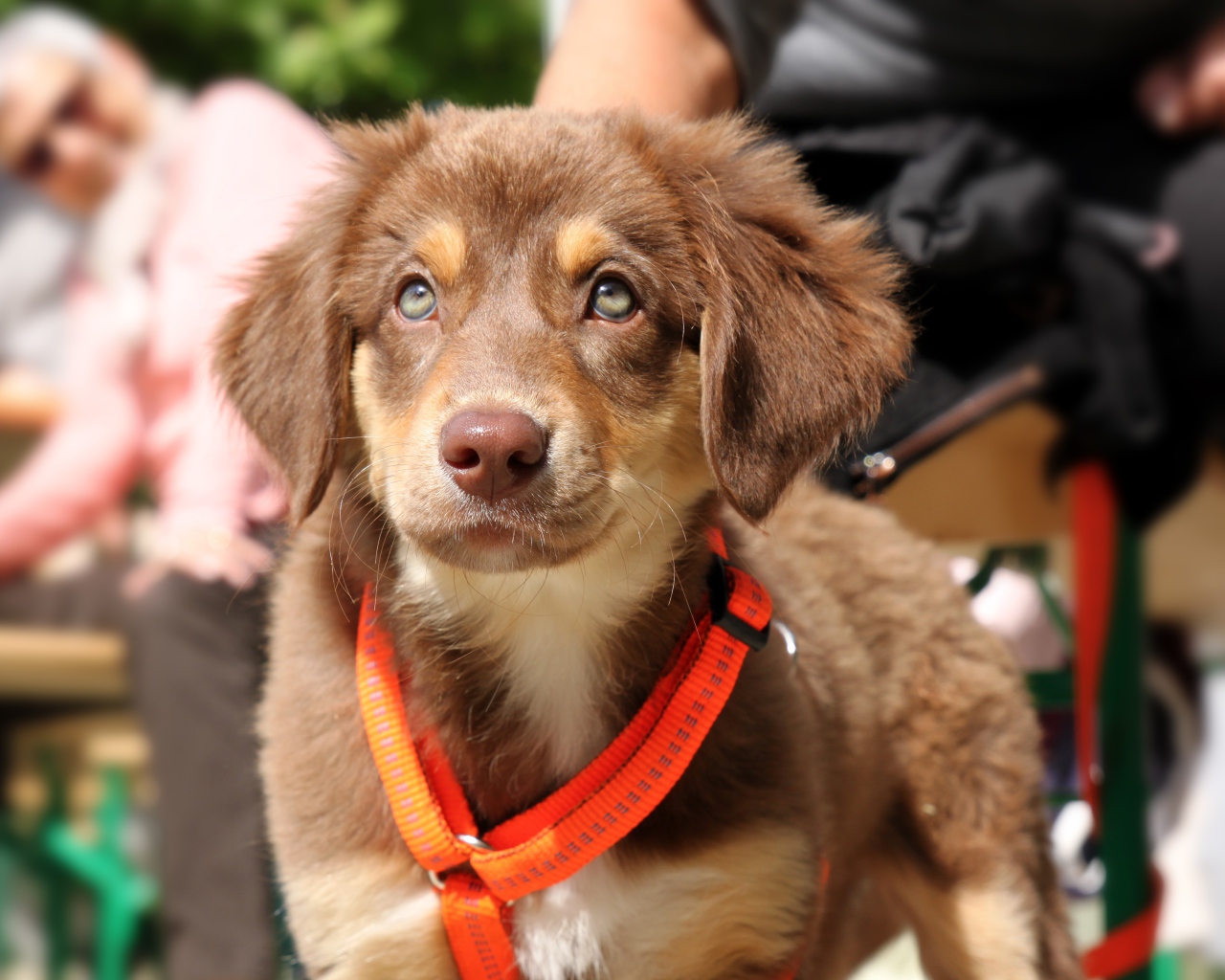 Маленький щенок ретривера на поводке 