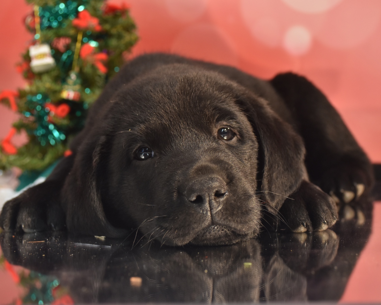 Маленький грустный черный щенок ретривера на розовом фоне
