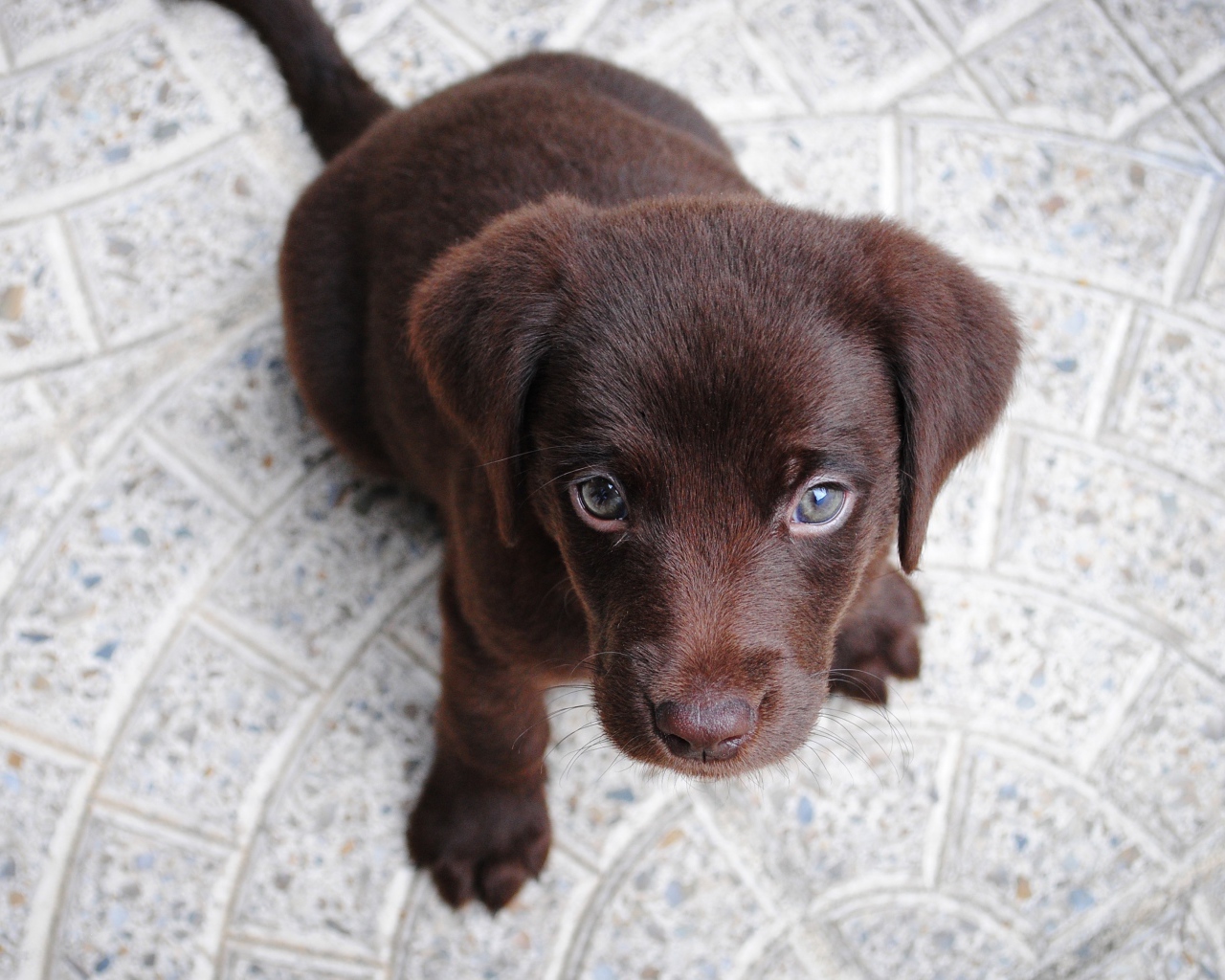 Маленький грустный коричневый щенок лабрадора