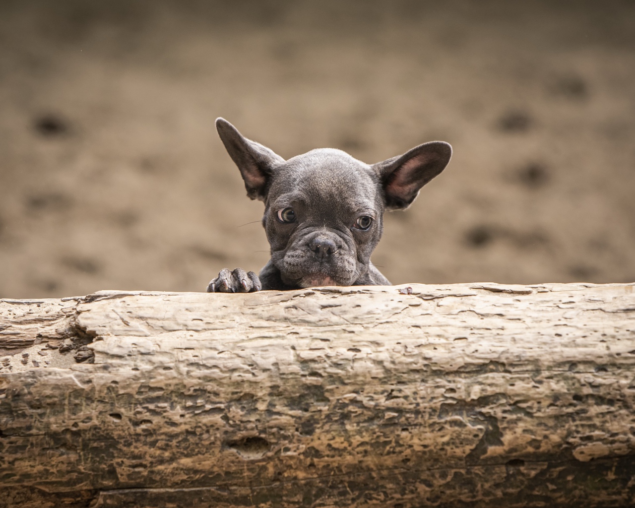 Маленький испуганный щенок французского бульдога