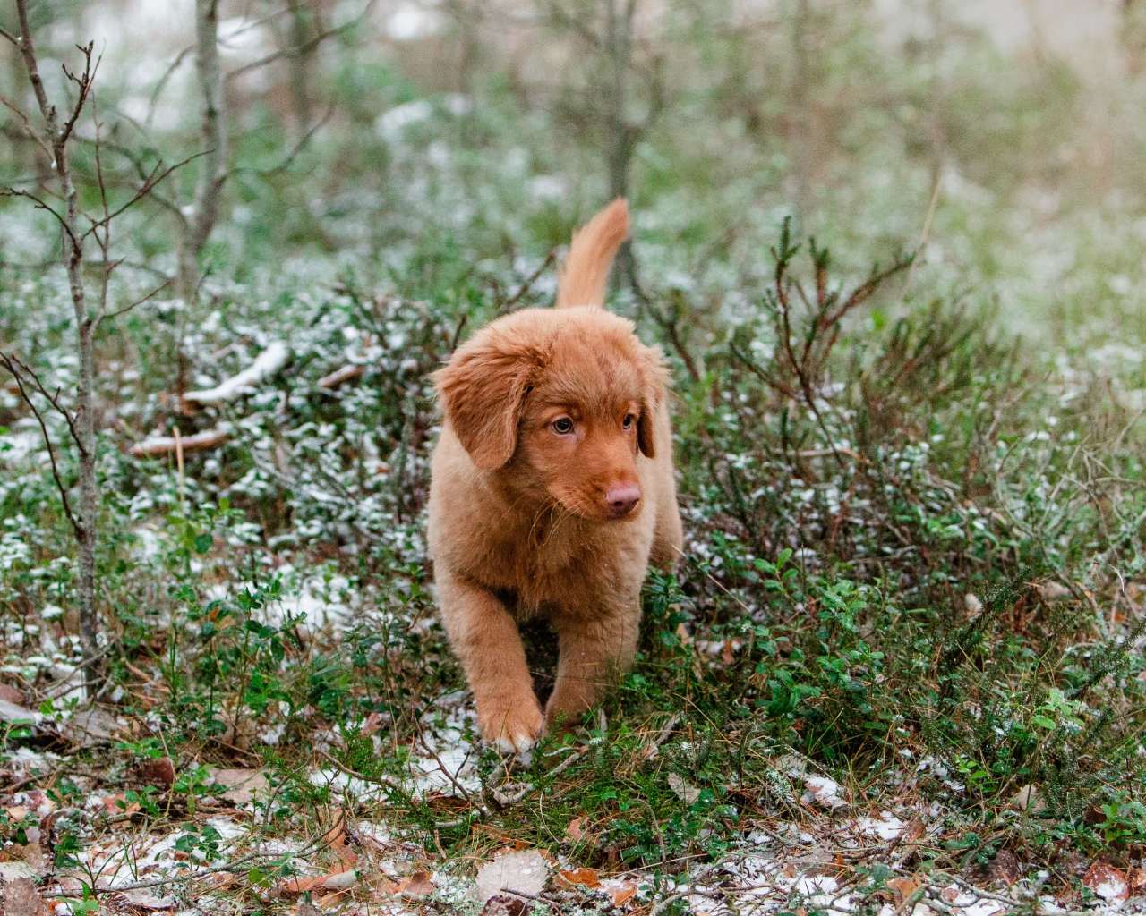 Маленький щенок новошотландский ретривер идет по траве