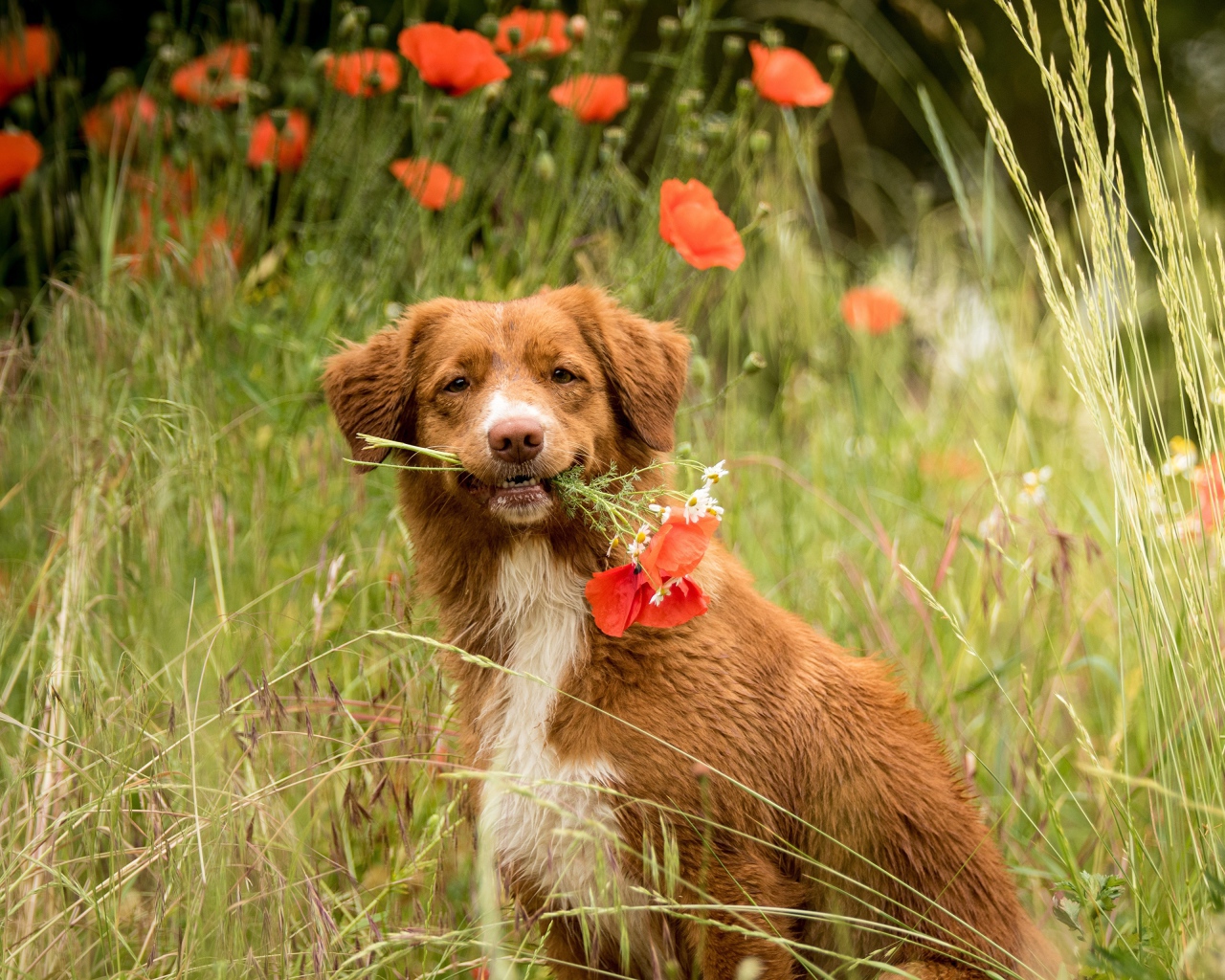 Новошотландский ретривер с красными маками 