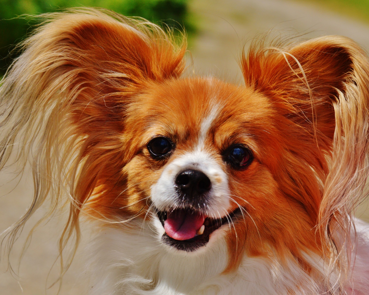 Собака папильон в пушистыми ушами