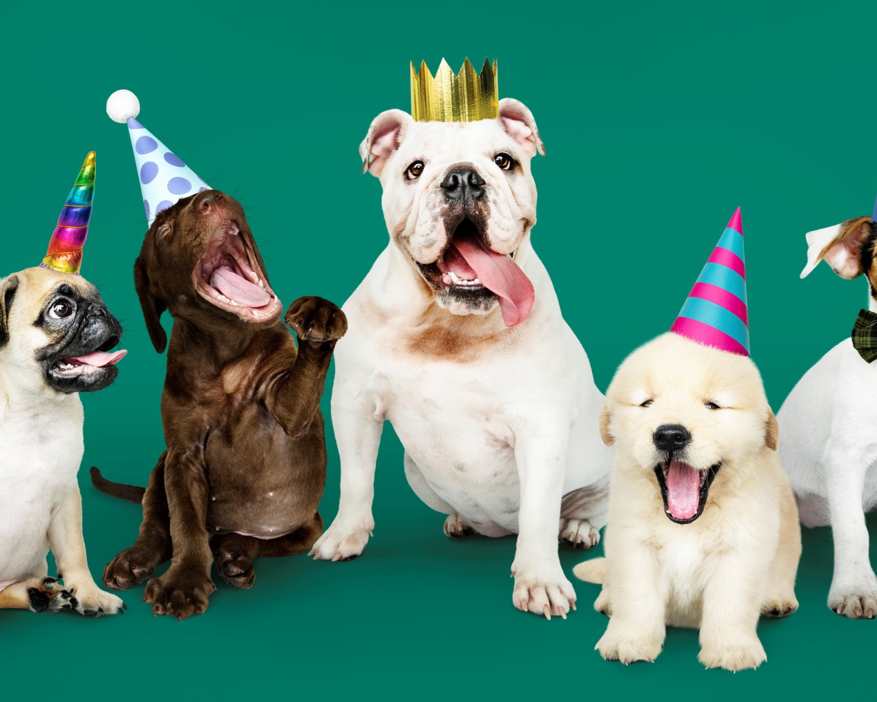 Породистые собаки в колпаках на день рождения