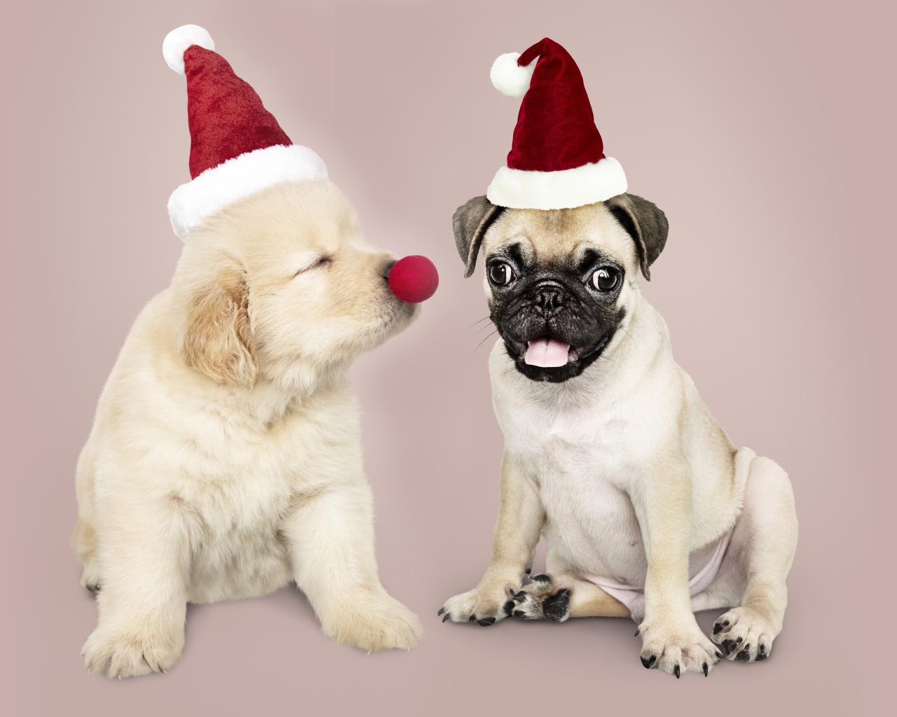 Щенок мопса и золотистого ретривера в красных колпаках