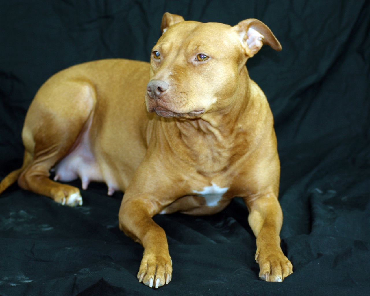 Породистая собака лежит на черном диване 