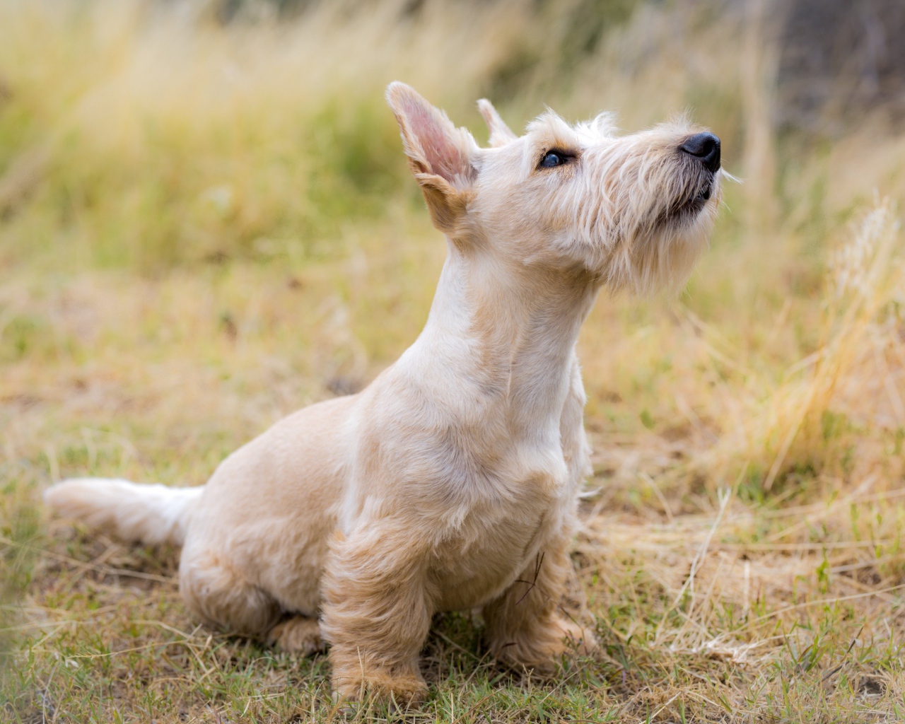 Породистый пес сидит на траве 