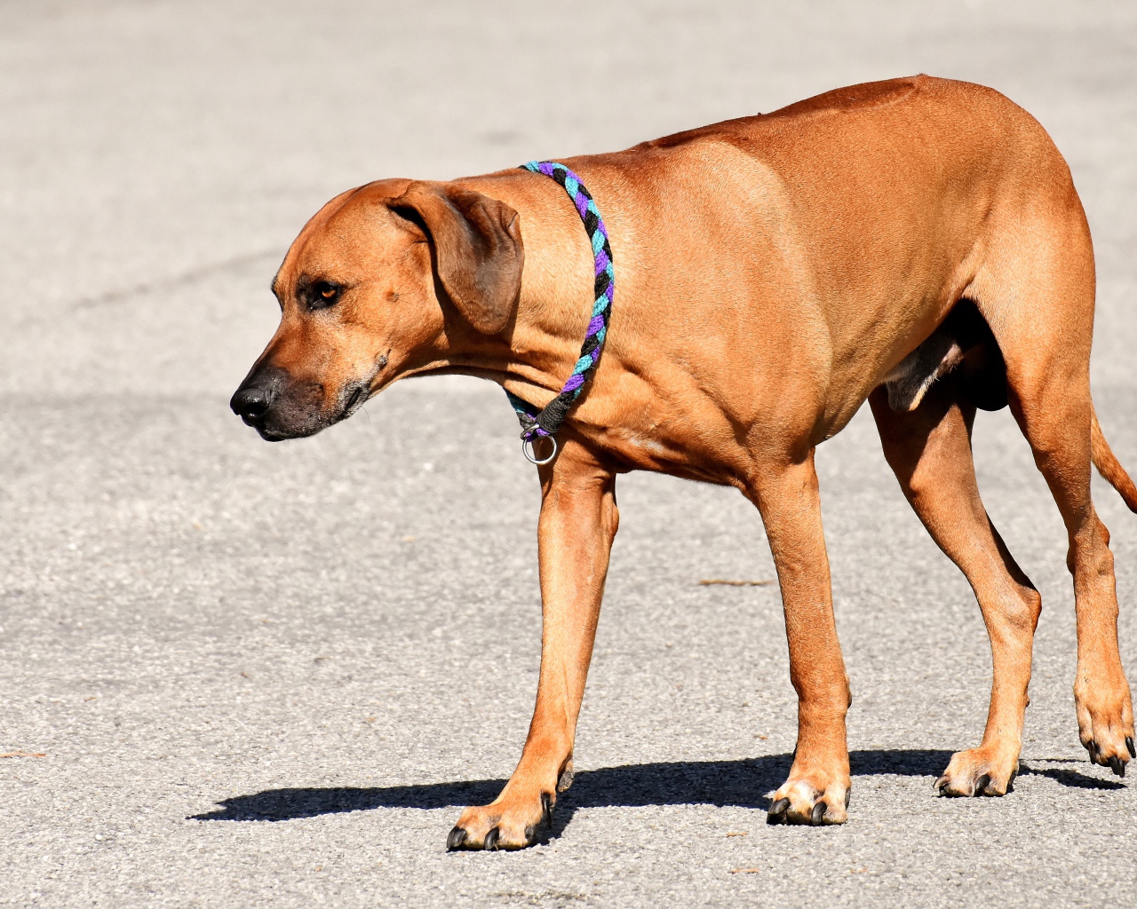 Родезийский риджбек с ошейником