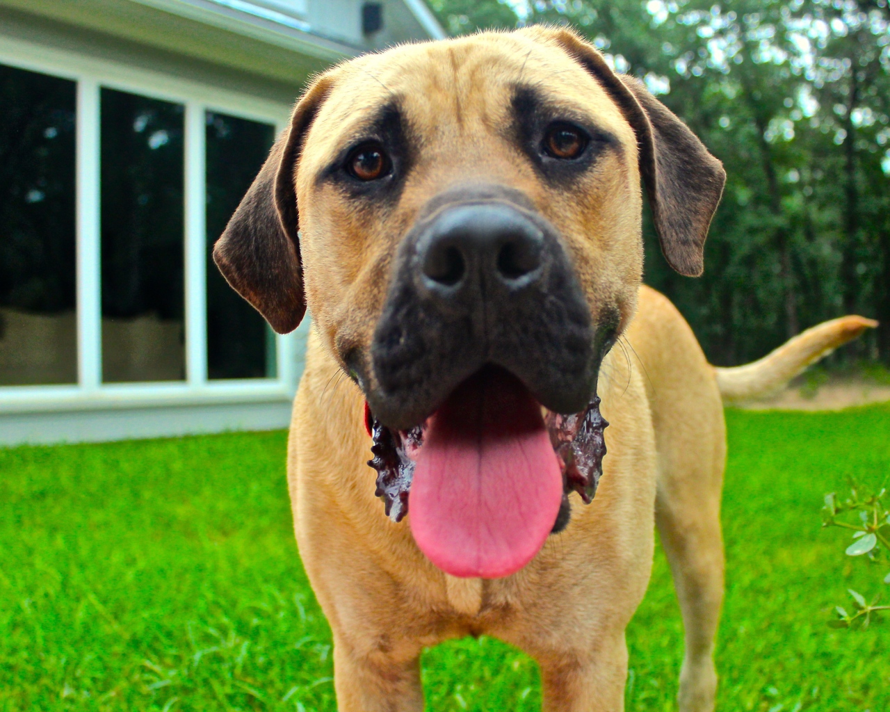 Родезийский риджбек с высунутым языком