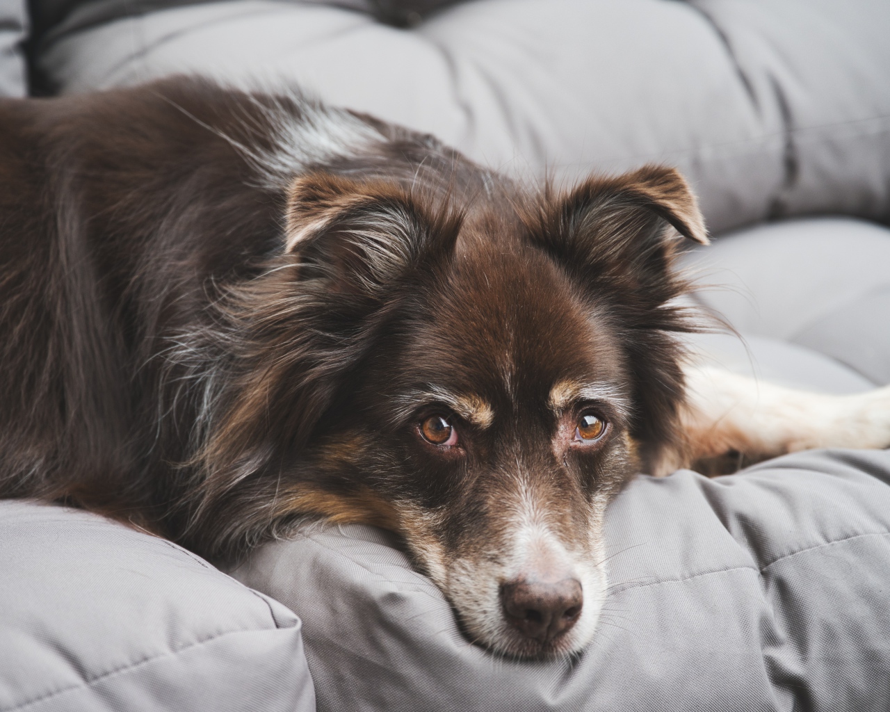 Грустная австралийская овчарка лежит на диване 