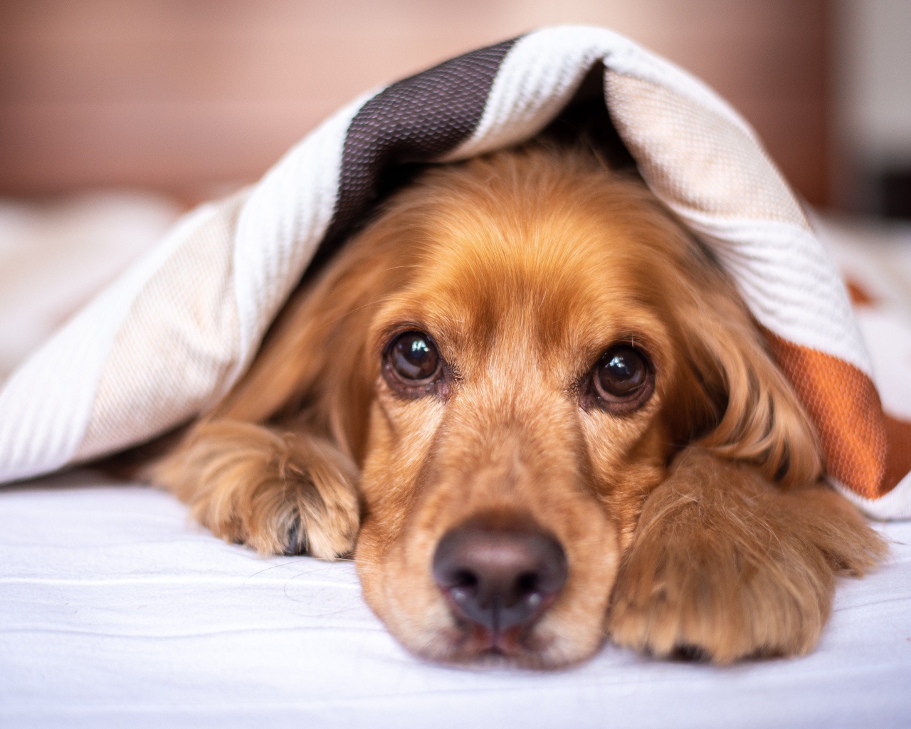 Грустный английский кокер спаниель под одеялом