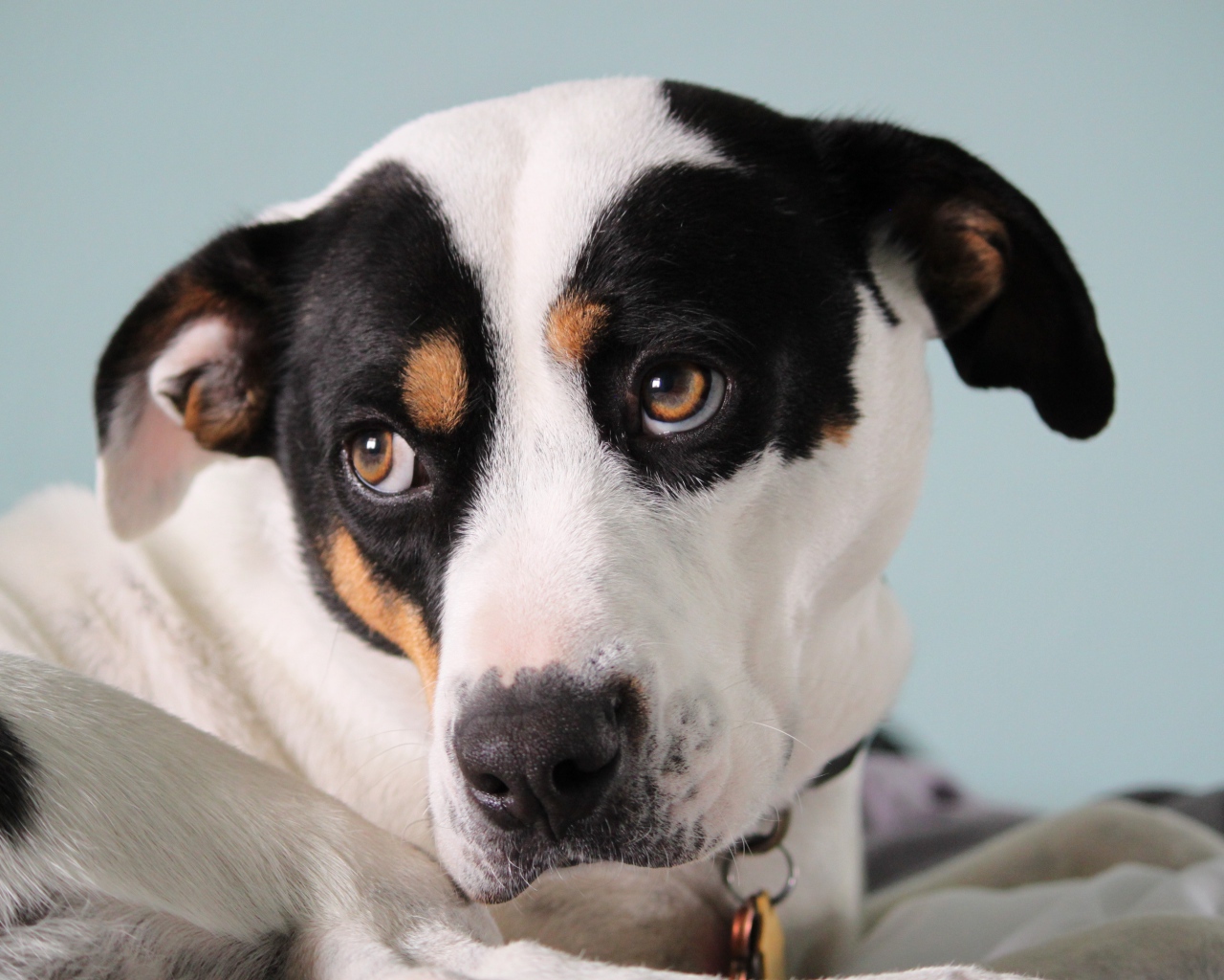 Грустный Джек рассел терьер лежит на кровати 