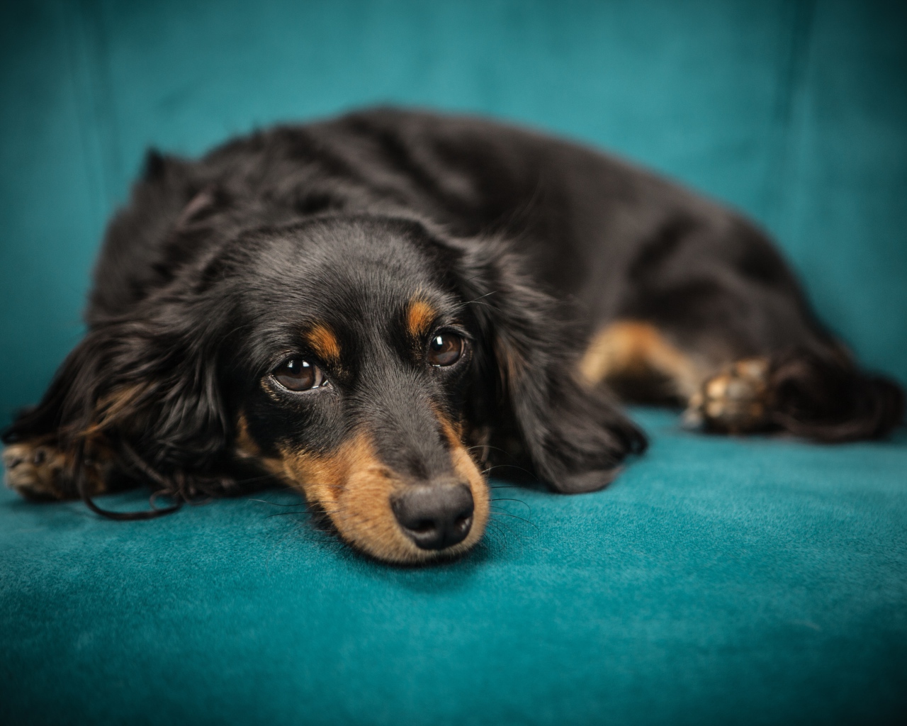 Грустный щенок таксы лежит на голубом диване