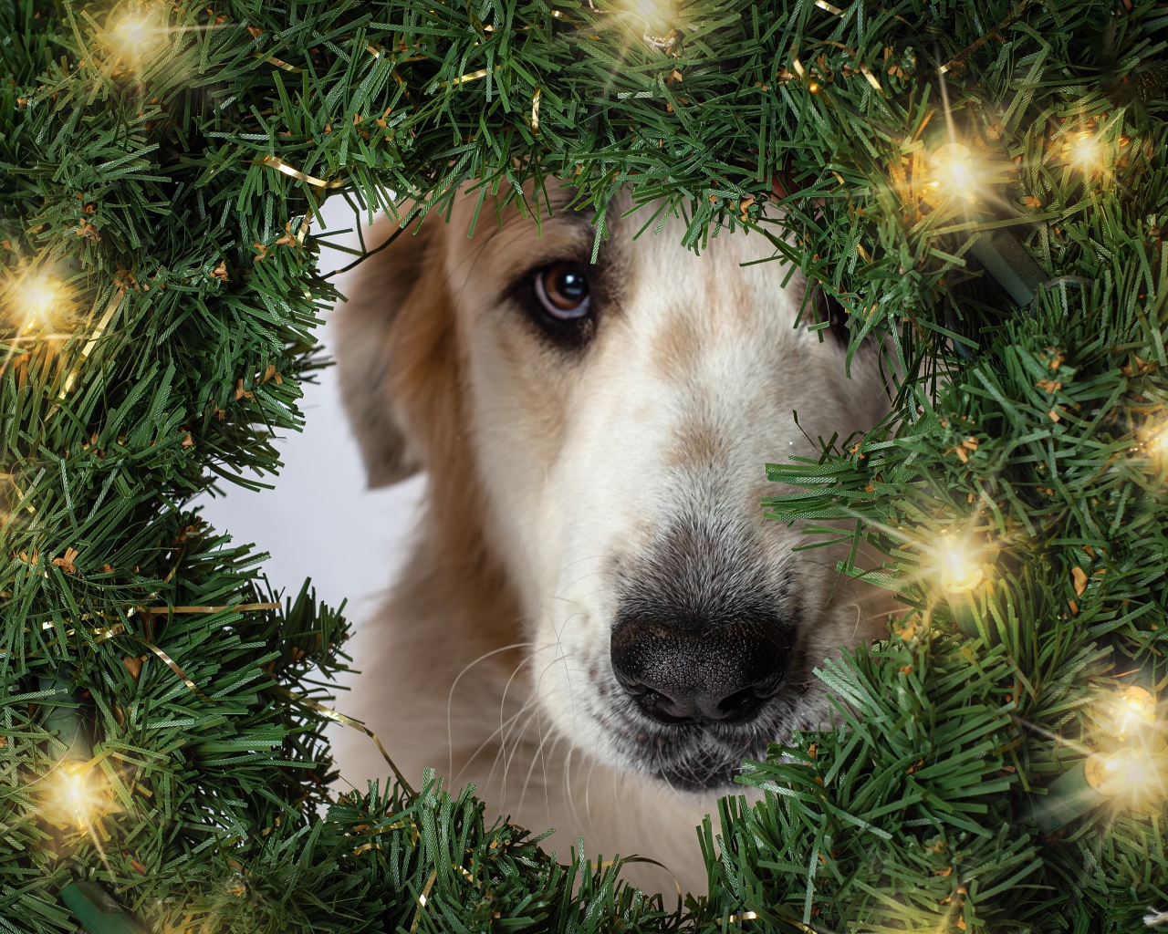 Грустная собака с зеленым рождественским венком 