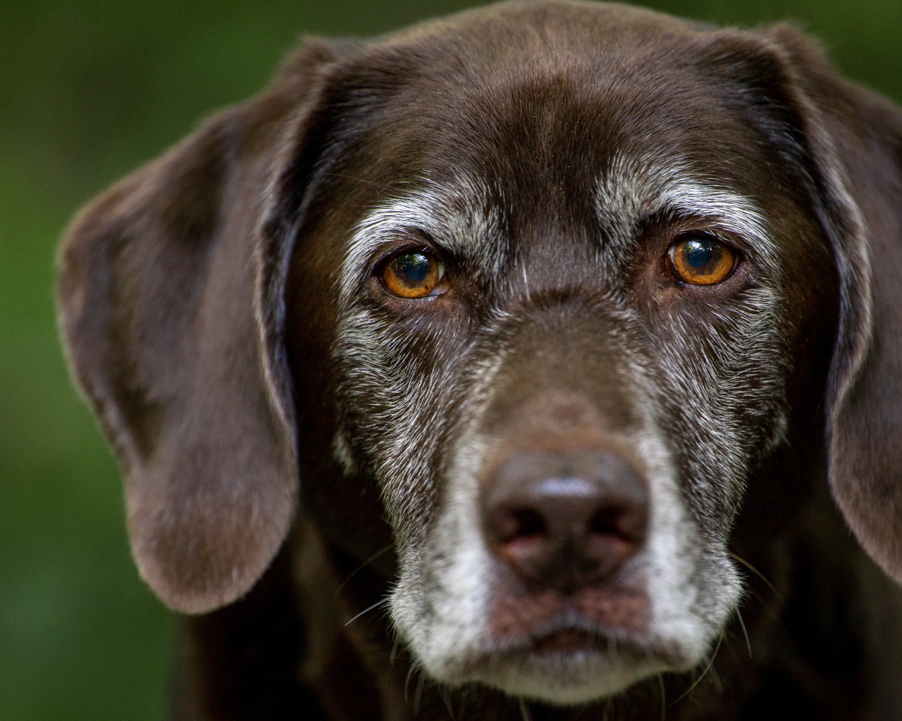 Грустные глаза старого лабрадора