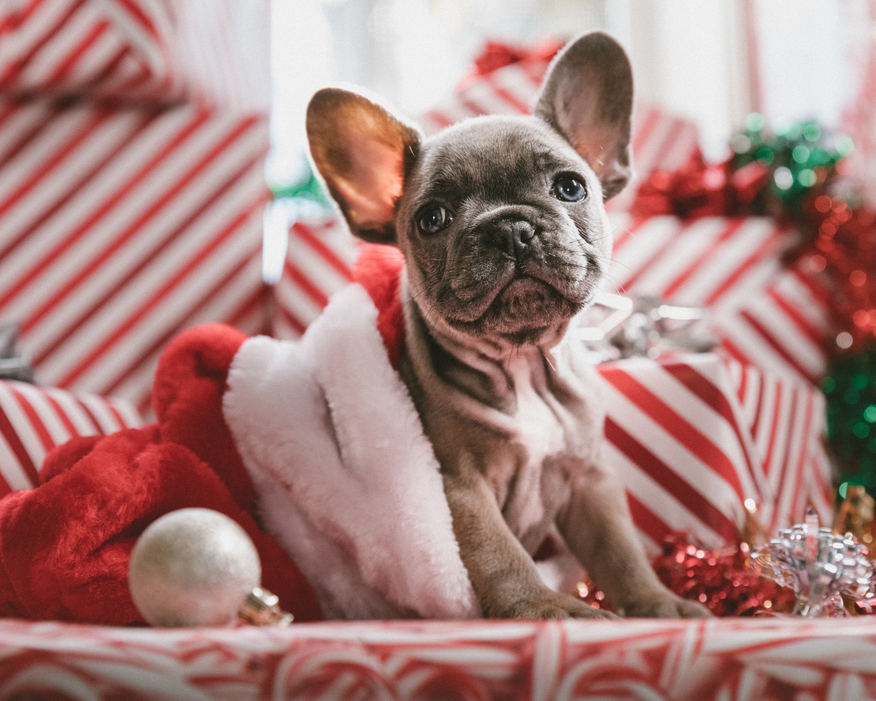 Грустный серый щенок французского бульдога с подарками на новый год 