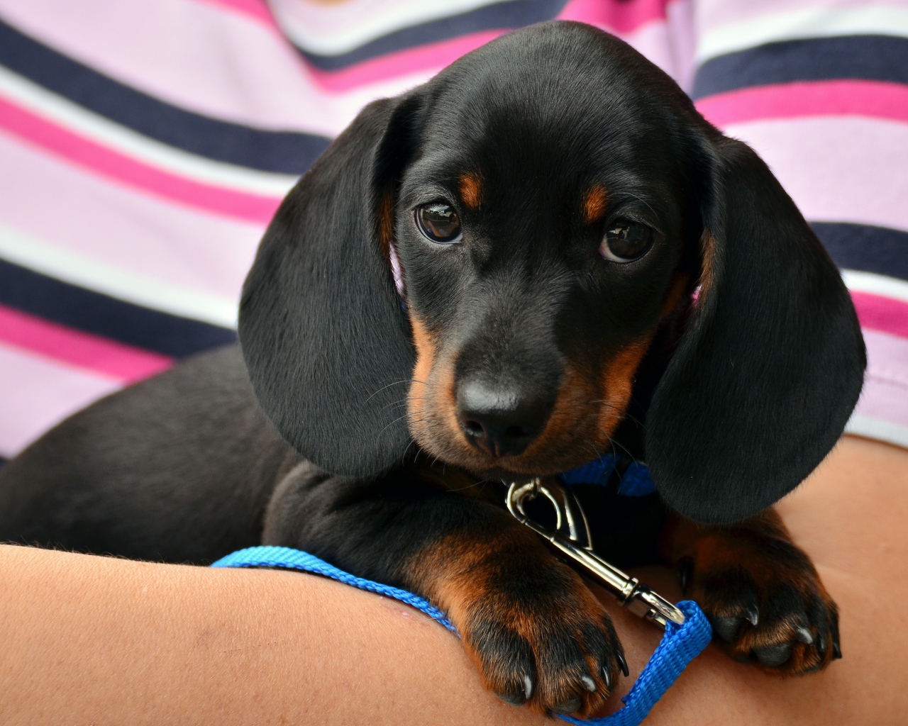 Грустный маленький щенок таксы с поводком