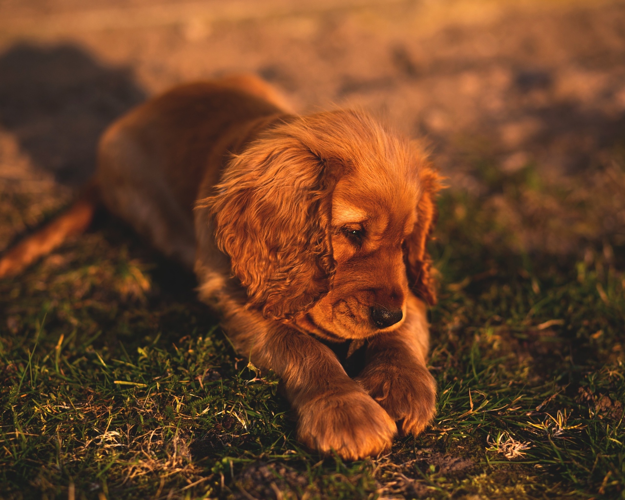 Грустный щенок спаниеля лежит на траве 